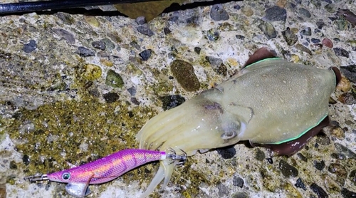 コウイカの釣果