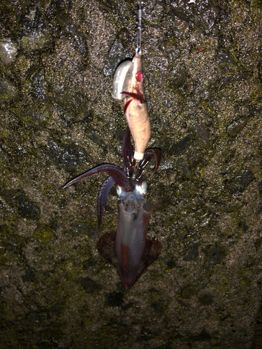 マメイカの釣果