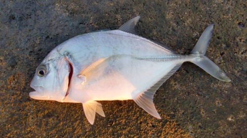 メッキの釣果