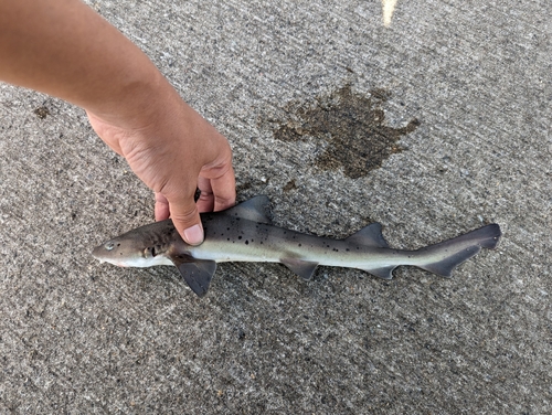 ドチザメの釣果