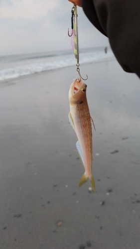 エソの釣果