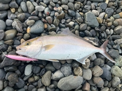 ショゴの釣果