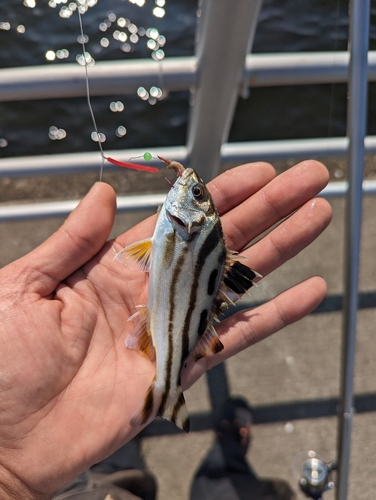 コトヒキの釣果