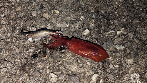 ケンサキイカの釣果