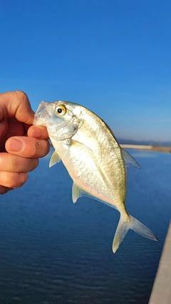 ロウニンアジの釣果