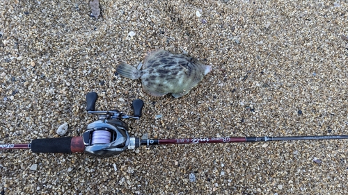 カワハギの釣果