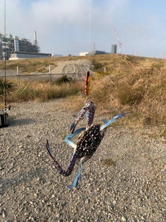 タイワンガザミの釣果