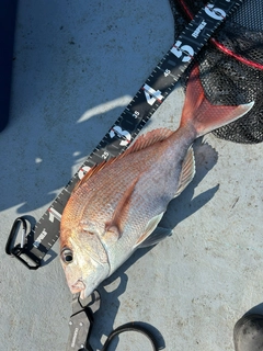 マダイの釣果