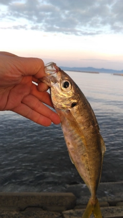 マアジの釣果