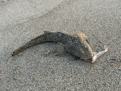 マゴチの釣果