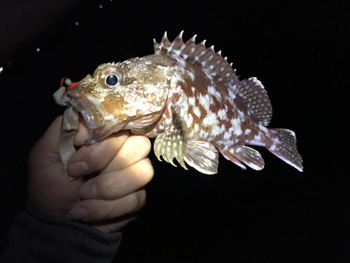 カサゴの釣果