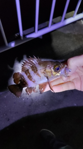 メバルの釣果