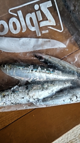 マイワシの釣果