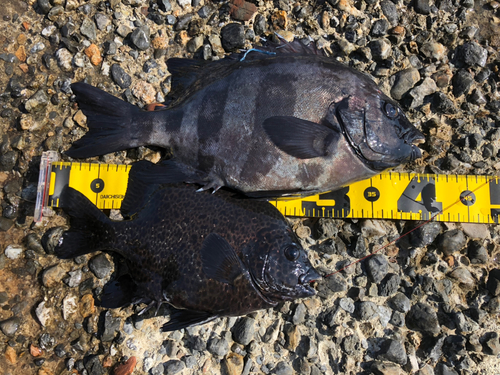 イシダイの釣果