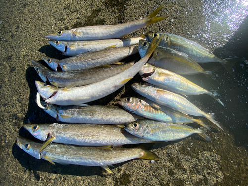 カマスの釣果