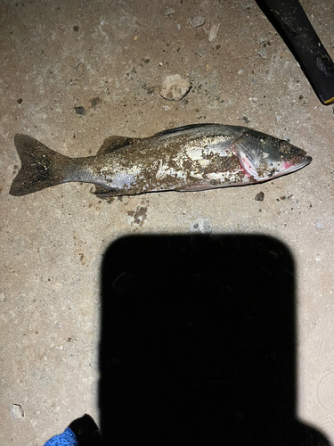 フッコ（マルスズキ）の釣果