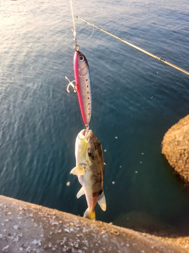 クサフグの釣果