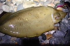 モンゴウイカの釣果