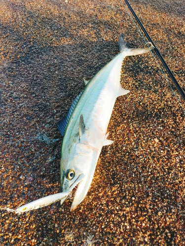 サゴシの釣果