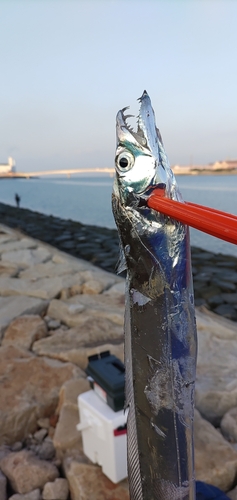 タチウオの釣果