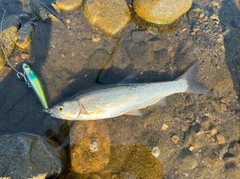 ウグイの釣果