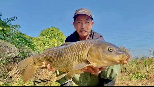 コイの釣果