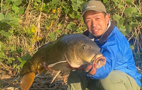 コイの釣果