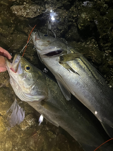 シーバスの釣果