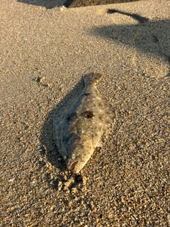 ヒラメの釣果