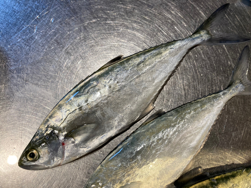 イケカツオの釣果