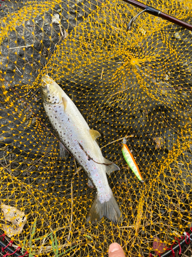 ブラウントラウトの釣果