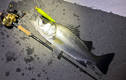 シーバスの釣果