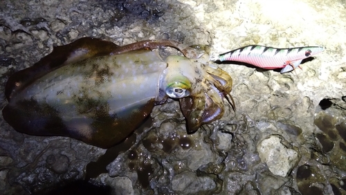 アオリイカの釣果