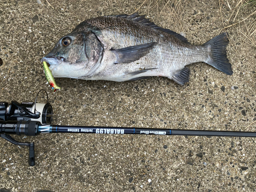 チヌの釣果