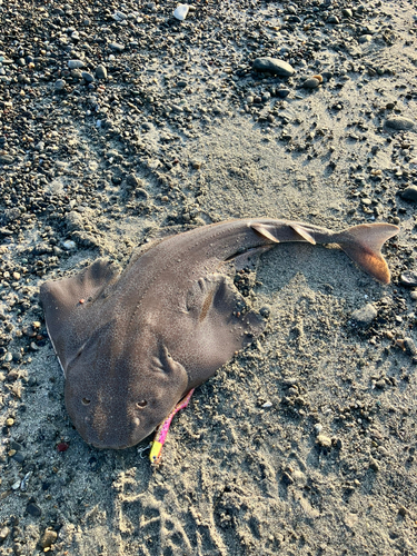 カスザメの釣果