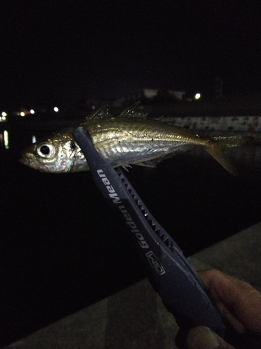 マアジの釣果