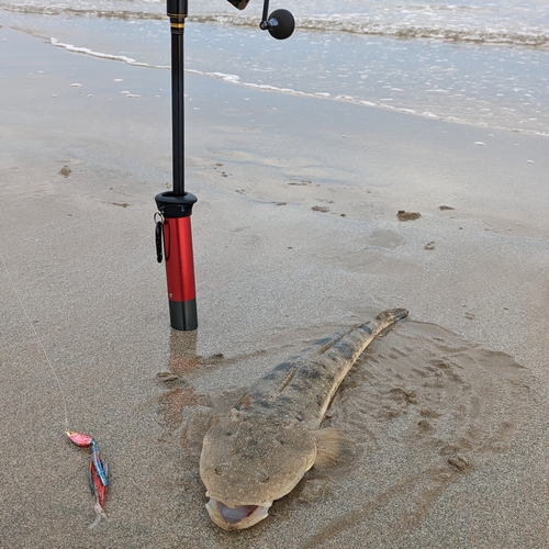 マゴチの釣果