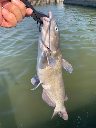 アメリカナマズの釣果