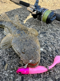 マゴチの釣果