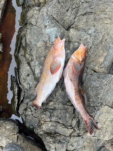 アイナメの釣果