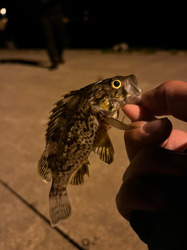 ソイの釣果