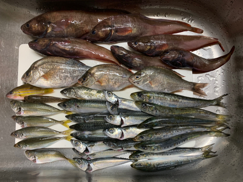 イワシの釣果