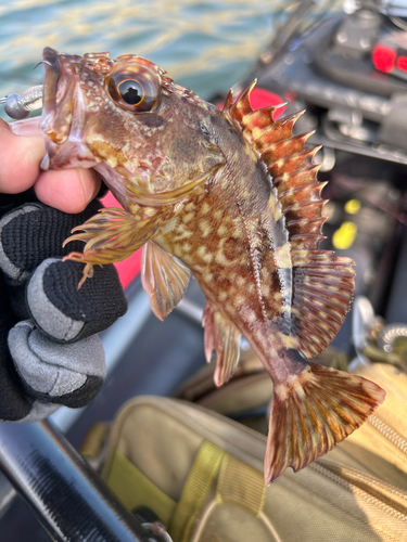 カサゴの釣果