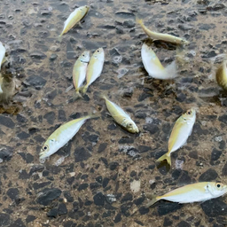 タナ取りの翁の釣果