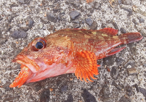 カサゴの釣果