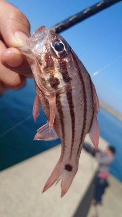 オオスジイシモチの釣果