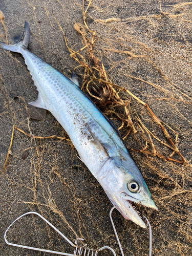 サゴシの釣果