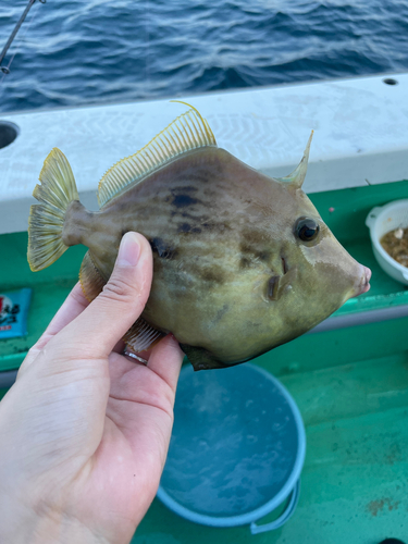 カワハギの釣果