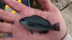 メジナの釣果