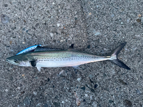 サゴシの釣果